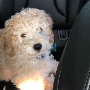 Meet your Posher, Britney